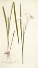 Gladioli longiflori varietas - Nikolaus Joseph Freiherr von Jacquin — näkymä teoksesta