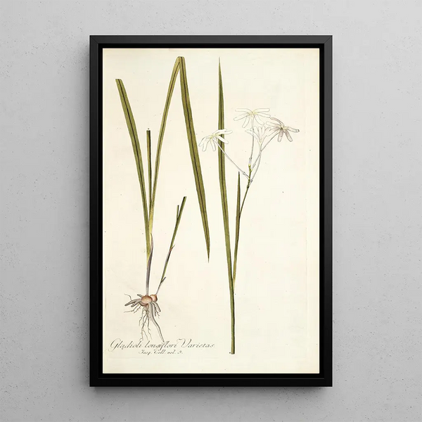 Nikolaus Joseph Freiherr von Jacquin - Gladioli longiflori varietas.webp