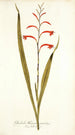 Gladioli meriani varietas - Nikolaus Joseph Freiherr von Jacquin — näkymä teoksesta