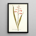 Gladioli meriani varietas - Nikolaus Joseph Freiherr von Jacquin — kehystetty taideteos seinällä