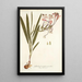 Gladioli tubati varietas - Nikolaus Joseph Freiherr von Jacquin — kehystetty taideteos seinällä