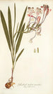 Gladioli tubati varietas - Nikolaus Joseph Freiherr von Jacquin — näkymä teoksesta