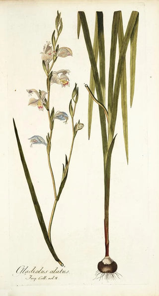Nikolaus Joseph Freiherr von Jacquin - Gladiolus alatus.webp