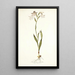 Gladiolus albidus - Nikolaus Joseph Freiherr von Jacquin — kehystetty taideteos seinällä