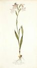 Gladiolus albidus - Nikolaus Joseph Freiherr von Jacquin — näkymä teoksesta