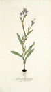 Gladiolus anceps - Nikolaus Joseph Freiherr von Jacquin — näkymä teoksesta