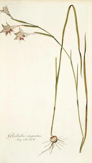 Nikolaus Joseph Freiherr von Jacquin - Gladiolus angustus.webp