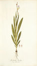 Gladiolus bicolor - Nikolaus Joseph Freiherr von Jacquin — näkymä teoksesta