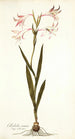 Gladiolus carneus - Nikolaus Joseph Freiherr von Jacquin — näkymä teoksesta