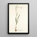 Gladiolus crispus - Nikolaus Joseph Freiherr von Jacquin — kehystetty taideteos seinällä