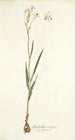 Gladiolus crispus - Nikolaus Joseph Freiherr von Jacquin — näkymä teoksesta