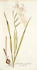 Gladiolus cuspidatus - Nikolaus Joseph Freiherr von Jacquin — näkymä teoksesta