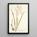 Gladiolus cuspidatus - Nikolaus Joseph Freiherr von Jacquin — kehystetty taideteos seinällä