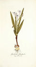 Gladiolus floribundus - Nikolaus Joseph Freiherr von Jacquin — näkymä teoksesta