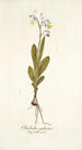 Gladiolus galeatus - Nikolaus Joseph Freiherr von Jacquin — näkymä teoksesta