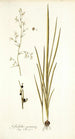 Gladiolus gramineus - Nikolaus Joseph Freiherr von Jacquin — näkymä teoksesta