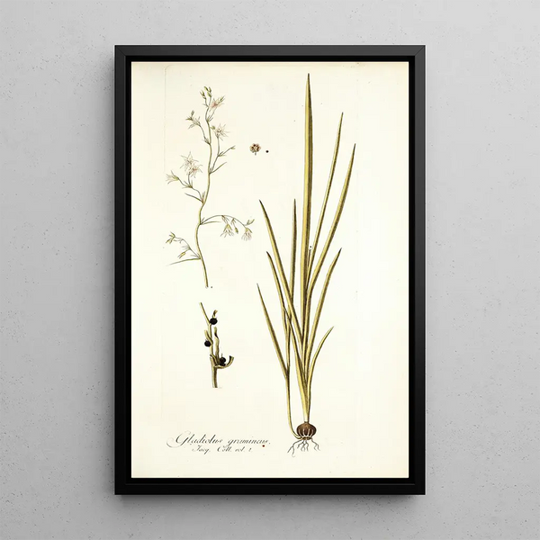 Nikolaus Joseph Freiherr von Jacquin - Gladiolus gramineus.webp