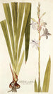 Gladiolus iridifolius - Nikolaus Joseph Freiherr von Jacquin — näkymä teoksesta