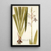Gladiolus iridifolius - Nikolaus Joseph Freiherr von Jacquin — kehystetty taideteos seinällä