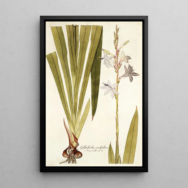 Nikolaus Joseph Freiherr von Jacquin - Gladiolus iridifolius.webp