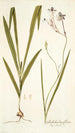 Gladiolus longiflorus - Nikolaus Joseph Freiherr von Jacquin — näkymä teoksesta