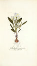 Gladiolus mucronatus - Nikolaus Joseph Freiherr von Jacquin — näkymä teoksesta