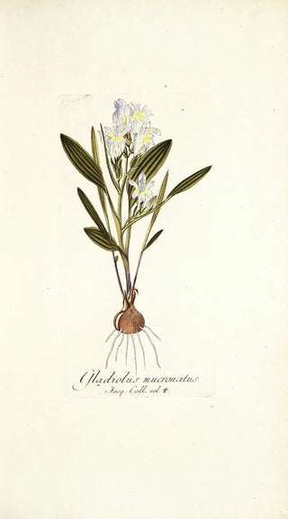 Nikolaus Joseph Freiherr von Jacquin - Gladiolus mucronatus.webp