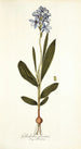 Gladiolus plicatus - Nikolaus Joseph Freiherr von Jacquin — näkymä teoksesta