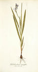 Gladiolus plicatus angustifolius - Nikolaus Joseph Freiherr von Jacquin — näkymä teoksesta