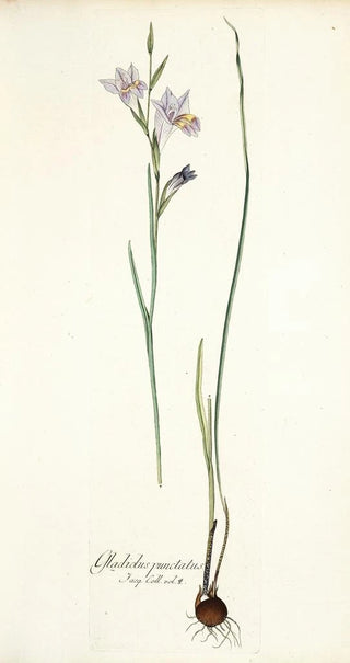 Nikolaus Joseph Freiherr von Jacquin - Gladiolus punctatus.webp