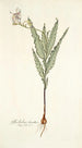 Gladiolus striatus - Nikolaus Joseph Freiherr von Jacquin — näkymä teoksesta