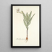 Gladiolus striatus - Nikolaus Joseph Freiherr von Jacquin — kehystetty taideteos seinällä