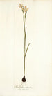 Gladiolus strictus - Nikolaus Joseph Freiherr von Jacquin — näkymä teoksesta