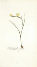 Gladiolus tenellus - Nikolaus Joseph Freiherr von Jacquin — näkymä teoksesta