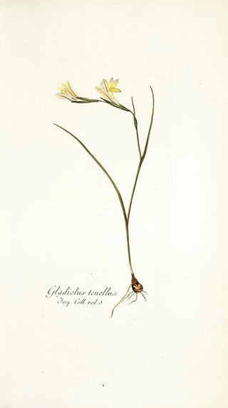 Nikolaus Joseph Freiherr von Jacquin - Gladiolus tenellus.webp