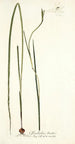 Gladiolus tristis - Nikolaus Joseph Freiherr von Jacquin — näkymä teoksesta