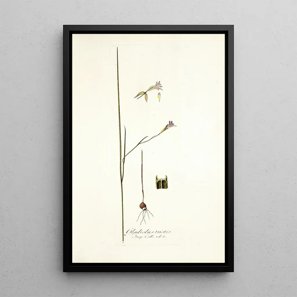 Nikolaus Joseph Freiherr von Jacquin - Gladiolus tristis prioris varietas.webp