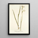 Gladiolus tristis varietas - Nikolaus Joseph Freiherr von Jacquin — kehystetty taideteos seinällä