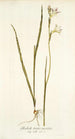 Gladiolus tristis varietas - Nikolaus Joseph Freiherr von Jacquin — näkymä teoksesta