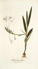 Gladiolus tubatus - Nikolaus Joseph Freiherr von Jacquin — näkymä teoksesta