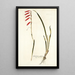 Gladiolus tubulosus - Nikolaus Joseph Freiherr von Jacquin — kehystetty taideteos seinällä