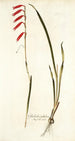 Gladiolus tubulosus - Nikolaus Joseph Freiherr von Jacquin — näkymä teoksesta