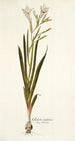 Gladiolus undulatus - Nikolaus Joseph Freiherr von Jacquin — näkymä teoksesta