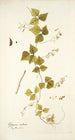 Glycine caribaea - Nikolaus Joseph Freiherr von Jacquin — näkymä teoksesta