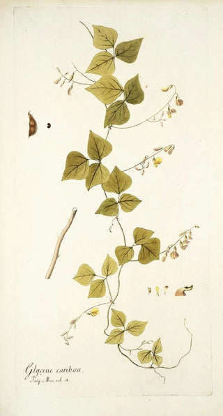 Nikolaus Joseph Freiherr von Jacquin - Glycine caribaea.webp