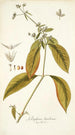 Gomphrena brasiliensis - Nikolaus Joseph Freiherr von Jacquin — näkymä teoksesta