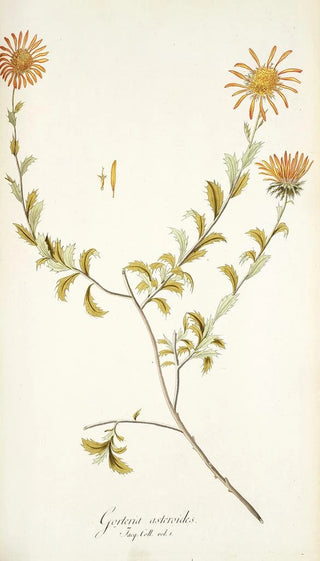 Nikolaus Joseph Freiherr von Jacquin - Gorteria asteroides.webp