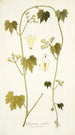 Gronovia scandens - Nikolaus Joseph Freiherr von Jacquin — näkymä teoksesta