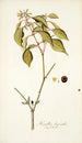 Hamellia chrysantha - Nikolaus Joseph Freiherr von Jacquin — näkymä teoksesta