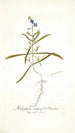 Heliophila integrifolia - Nikolaus Joseph Freiherr von Jacquin — näkymä teoksesta